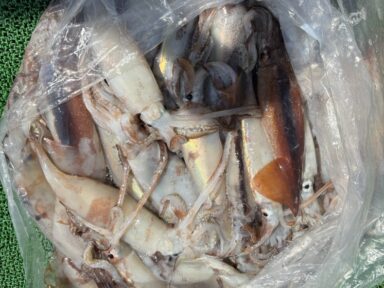 GW後半の釣果！